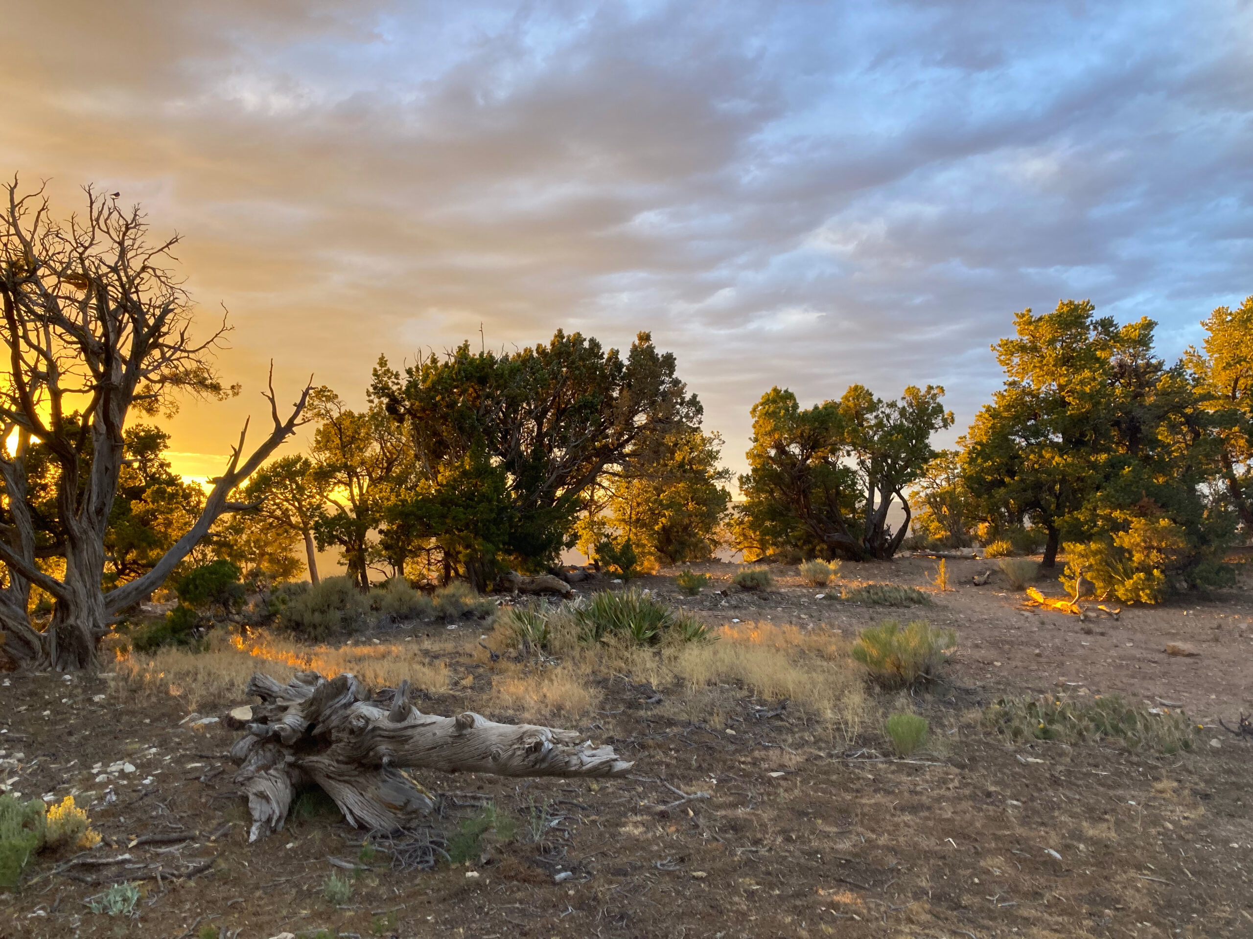 Grand Canyon Golden Sunset